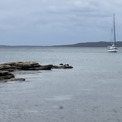 Phalacrocorax varius at Jervis Bay, JBT - 19 Jan 2023 02:15 PM