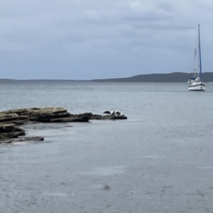 Phalacrocorax varius at Jervis Bay, JBT - 19 Jan 2023 02:15 PM