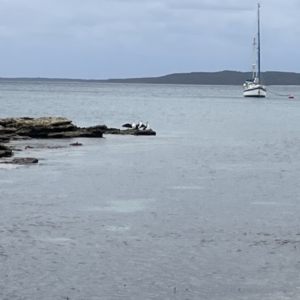 Phalacrocorax varius at Jervis Bay, JBT - 19 Jan 2023 02:15 PM
