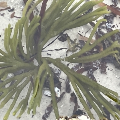 Codium fragile at Jervis Bay, JBT - 19 Jan 2023 by Hejor1