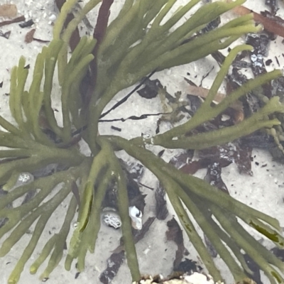 Unidentified Marine Alga & Seaweed at Jervis Bay, JBT - 19 Jan 2023 by Hejor1