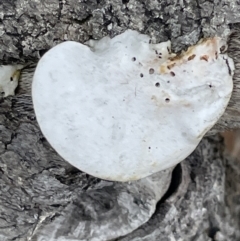 Trametes versicolor at Jervis Bay, JBT - 19 Jan 2023 by Hejor1