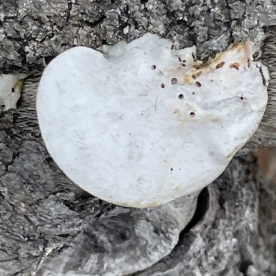 Unidentified Pored or somewhat maze-like on underside [bracket polypores] at Jervis Bay, JBT - 19 Jan 2023 by Hejor1