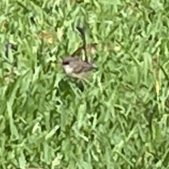 Malurus lamberti (Variegated Fairywren) at Jervis Bay, JBT - 19 Jan 2023 by Hejor1