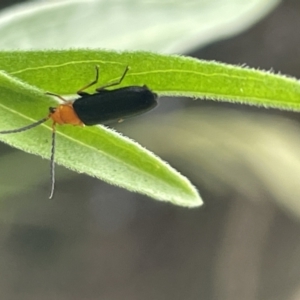 Heteromastix sp. (genus) at Batemans Bay, NSW - 29 Dec 2022 12:20 PM