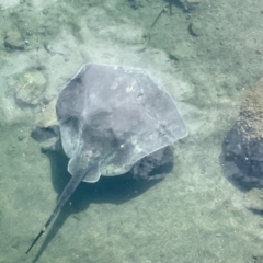 Unidentified Shark / Ray at Eden, NSW - 28 Aug 2022 by Hejor1