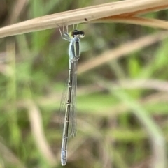 Ischnura aurora (Aurora Bluetail) at Batemans Bay, NSW - 29 Dec 2022 by Hejor1