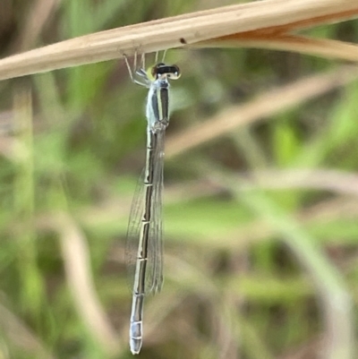 Ischnura aurora (Aurora Bluetail) at Batemans Bay, NSW - 29 Dec 2022 by Hejor1