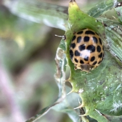 Harmonia conformis (Common Spotted Ladybird) at Batemans Bay, NSW - 29 Dec 2022 by Hejor1