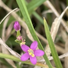 Centaurium sp. (Centaury) at Batemans Bay, NSW - 29 Dec 2022 by Hejor1