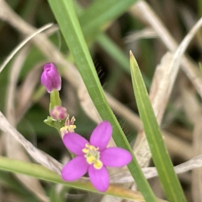 Centaurium sp. (Centaury) at Batemans Bay, NSW - 29 Dec 2022 by Hejor1