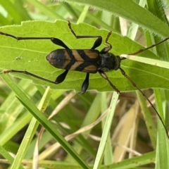 Aridaeus thoracicus (Tiger Longicorn Beetle) at Batemans Bay, NSW - 29 Dec 2022 by Hejor1