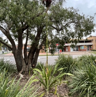 Doryanthes excelsa (Gymea Lily) at Lemon Tree Passage, NSW - 22 Sep 2022 by Hejor1