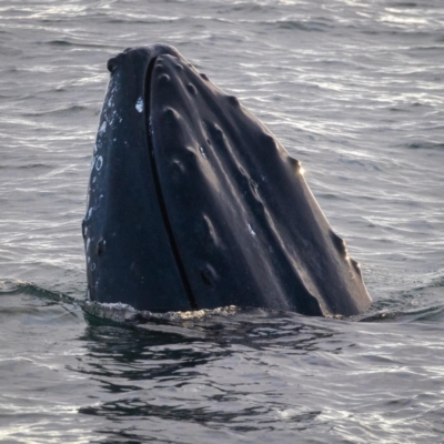 Megaptera novaeangliae (Humpback Whale) at Central Tilba, NSW - 27 Aug 2022 by Hejor1