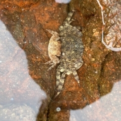 Unidentified Crab at Fishermans Bay, NSW - 23 Sep 2022 by Hejor1