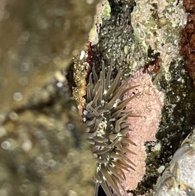 Unidentified Anemone, Coral, Sea Pen at Broulee, NSW - 29 Dec 2022 by Hejor1