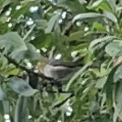 Zosterops lateralis (Silvereye) at Batemans Bay, NSW - 29 Dec 2022 by Hejor1