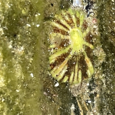 Unidentified Sea Snail or Limpet (Gastropoda) at Broulee, NSW - 29 Dec 2022 by Hejor1