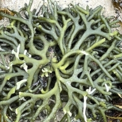 Unidentified Marine Alga & Seaweed at Broulee, NSW - 29 Dec 2022 by Hejor1