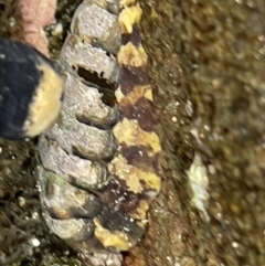 Unidentified Chiton at Broulee, NSW - 29 Dec 2022 by Hejor1