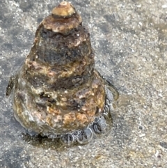 Unidentified Sea Snail or Limpet (Gastropoda) at Broulee, NSW - 29 Dec 2022 by Hejor1