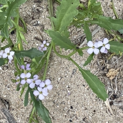 Cakile maritima (Sea Rocket) at Broulee, NSW - 29 Dec 2022 by Hejor1