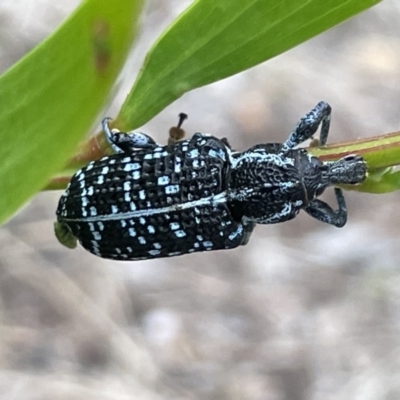 Chrysolopus spectabilis (Botany Bay Weevil) at Batemans Bay, NSW - 29 Dec 2022 by Hejor1