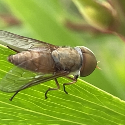 Dasybasis sp. (genus) at Batemans Bay, NSW - 29 Dec 2022 by Hejor1