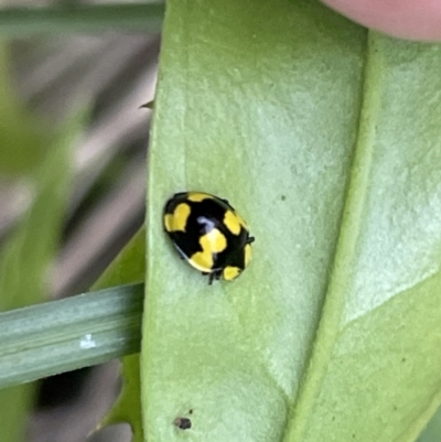 Illeis galbula (Fungus-eating Ladybird) at Batemans Bay, NSW - 29 Dec 2022 by Hejor1