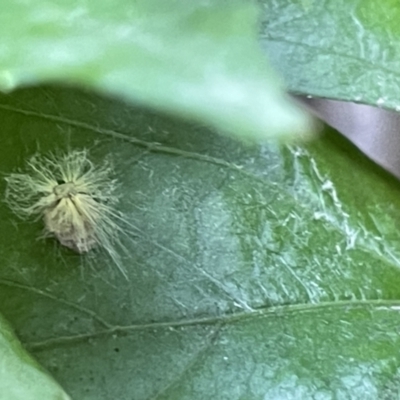 Scolypopa australis (Passionvine hopper, Fluffy bum) at Goulburn Mulwaree Council - 17 Jan 2023 by Hejor1