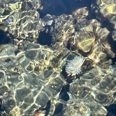 Sabellastarte australiensis (Feather duster worm) at Eden, NSW - 28 Aug 2022 by Hejor1