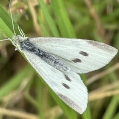 Pieris rapae (Cabbage White) at Batemans Bay, NSW - 29 Dec 2022 by Hejor1