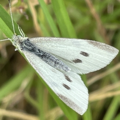 Pieris rapae (Cabbage White) at Batemans Bay, NSW - 29 Dec 2022 by Hejor1