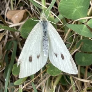 Pieris rapae at Batemans Bay, NSW - 29 Dec 2022 12:11 PM