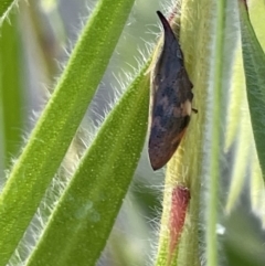 Philagra parva (Beaked spittlebug) at Goulburn, NSW - 17 Jan 2023 by Hejor1