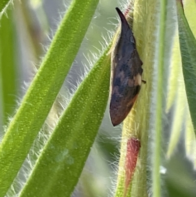 Philagra parva (Beaked spittlebug) at Goulburn Mulwaree Council - 17 Jan 2023 by Hejor1