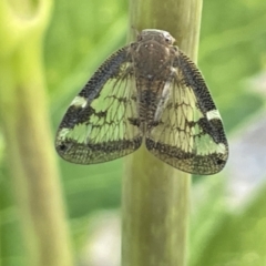 Scolypopa australis (Passionvine hopper, Fluffy bum) at Goulburn, NSW - 17 Jan 2023 by Hejor1