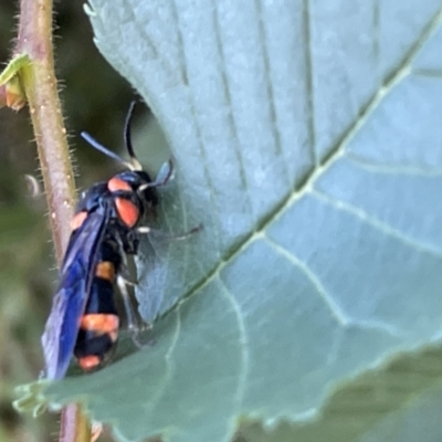 Pterygophorus cinctus (Bottlebrush sawfly) at Goulburn, NSW - 17 Jan 2023 by Hejor1