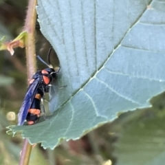 Pterygophorus cinctus at Goulburn, NSW - 17 Jan 2023