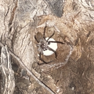 Isopeda (genus) at Jaspers Brush, NSW - 17 Jan 2023 09:55 PM