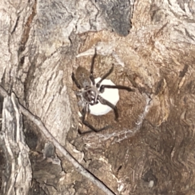 Isopeda (genus) (Huntsman Spider) at Jaspers Brush, NSW - 17 Jan 2023 by Hejor1