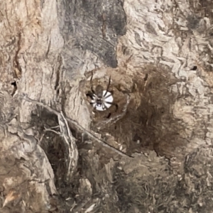 Isopeda (genus) at Jaspers Brush, NSW - 17 Jan 2023 09:55 PM
