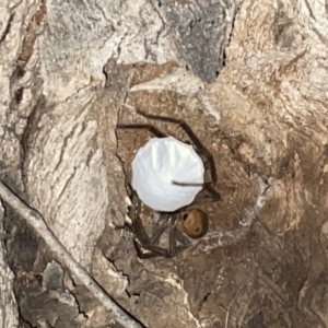 Isopeda (genus) at Jaspers Brush, NSW - 17 Jan 2023 09:55 PM