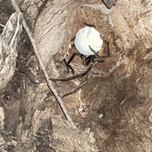 Isopeda (genus) at Jaspers Brush, NSW - 17 Jan 2023 09:55 PM