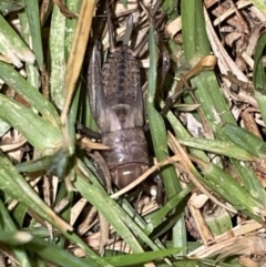 Bobilla sp. (genus) at Jaspers Brush, NSW - 17 Jan 2023 by Hejor1