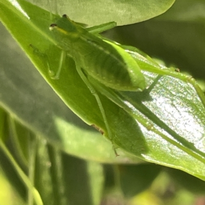 Caedicia simplex (Common Garden Katydid) at Vincentia, NSW - 18 Jan 2023 by Hejor1