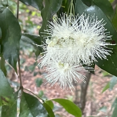 Syzygium paniculatum (Magenta Lilly Pilly, Magenta Brush Cherry) at Beecroft Peninsula, NSW - 18 Jan 2023 by Hejor1