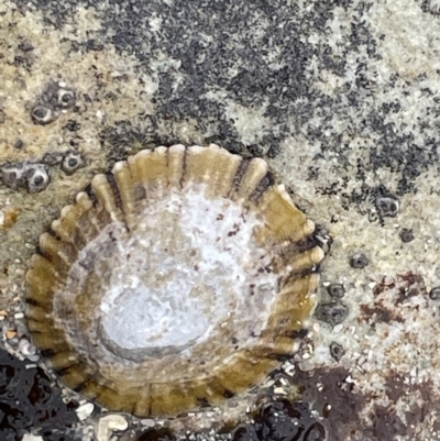 Cellana tramoserica (Commom Limpet) at Currarong, NSW - 18 Jan 2023 by Hejor1