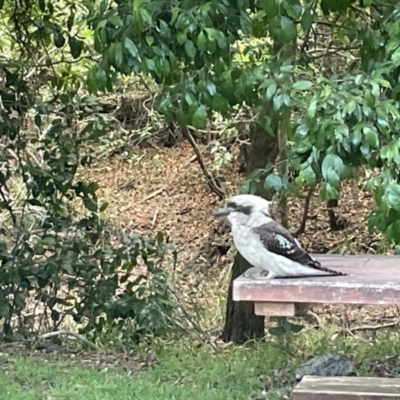 Dacelo novaeguineae (Laughing Kookaburra) at Beecroft Peninsula, NSW - 18 Jan 2023 by Hejor1