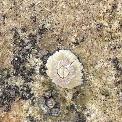 Tesseropora rosea (Rose-coloured Barnacle) at Currarong, NSW - 18 Jan 2023 by Hejor1